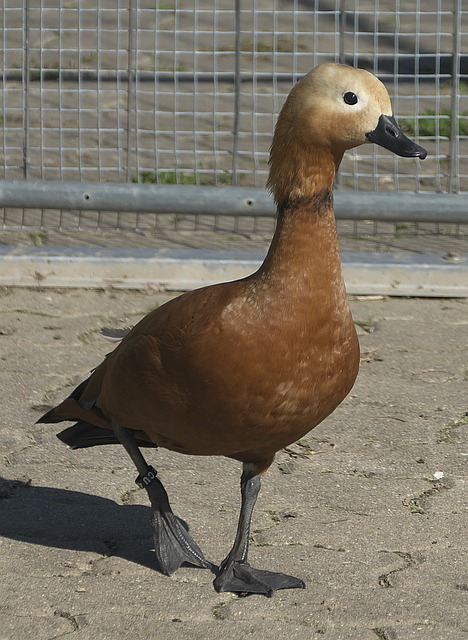 是首例